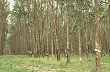 Kon Tum: Giữ lợi thế cho diện tích cây cao su đã có trên địa bàn tỉnh